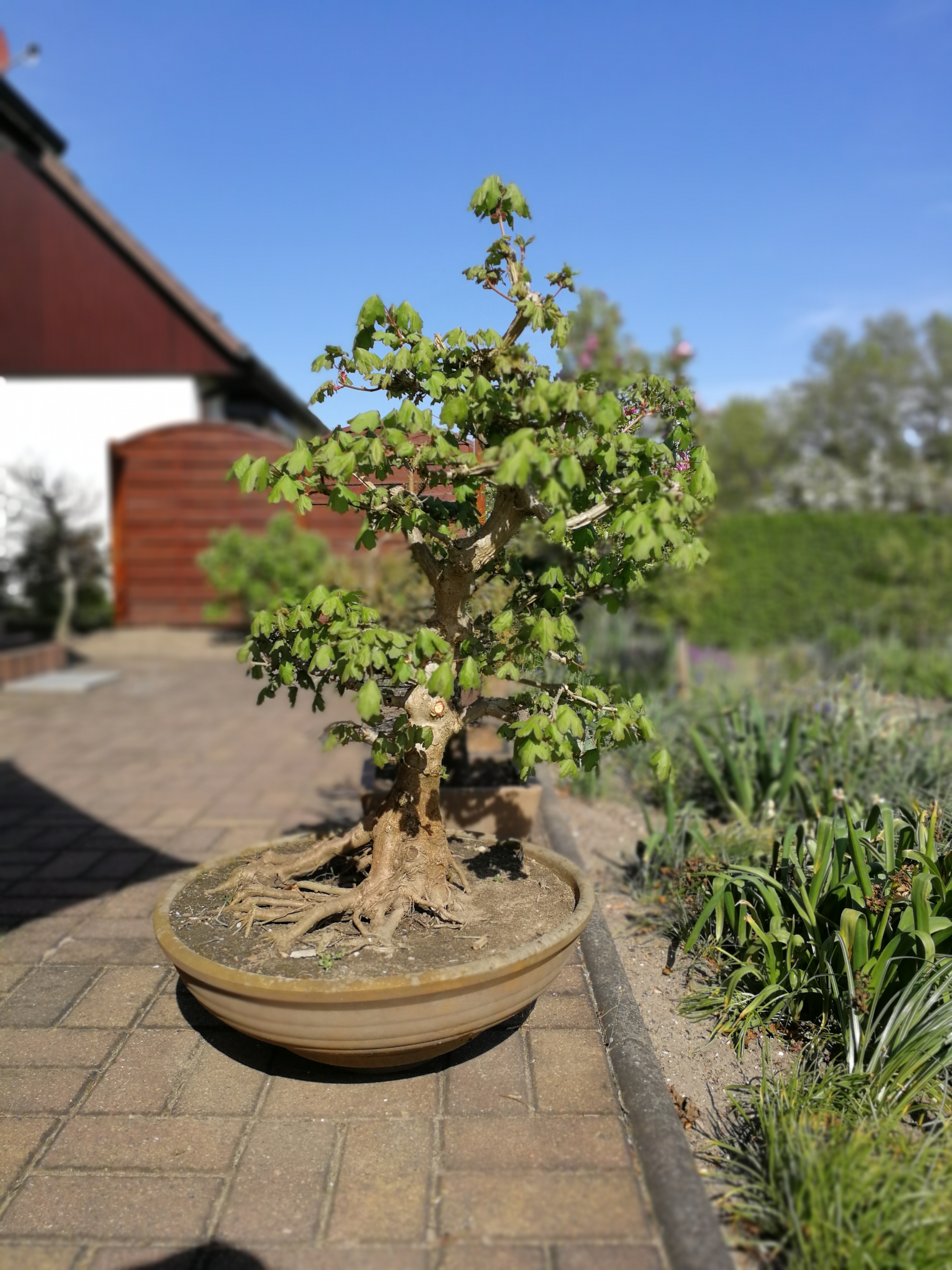 Acer monspessulanum
